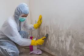 Best Industrial Mold Remediation in Heber, CA